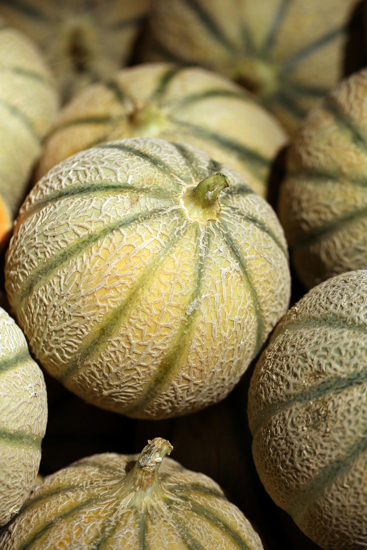 melon