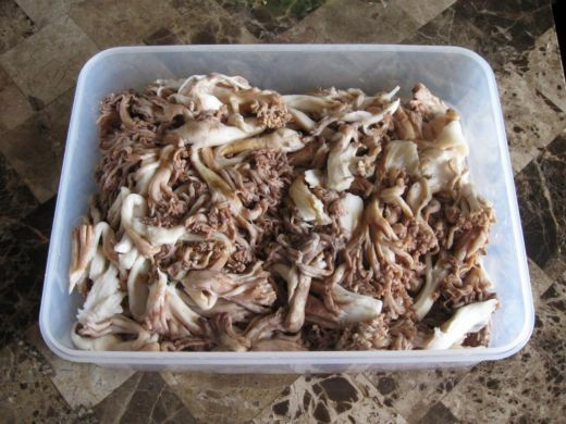 coral mushroom