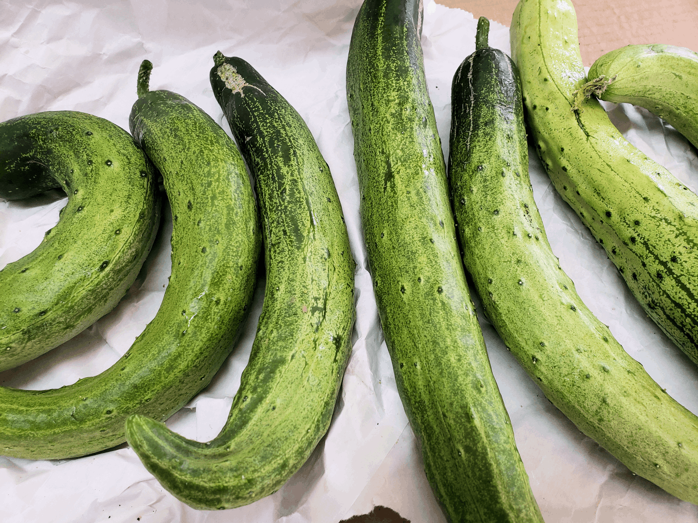 cucumbers