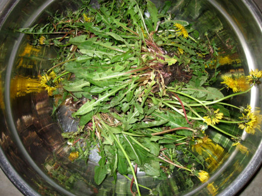 dandelions