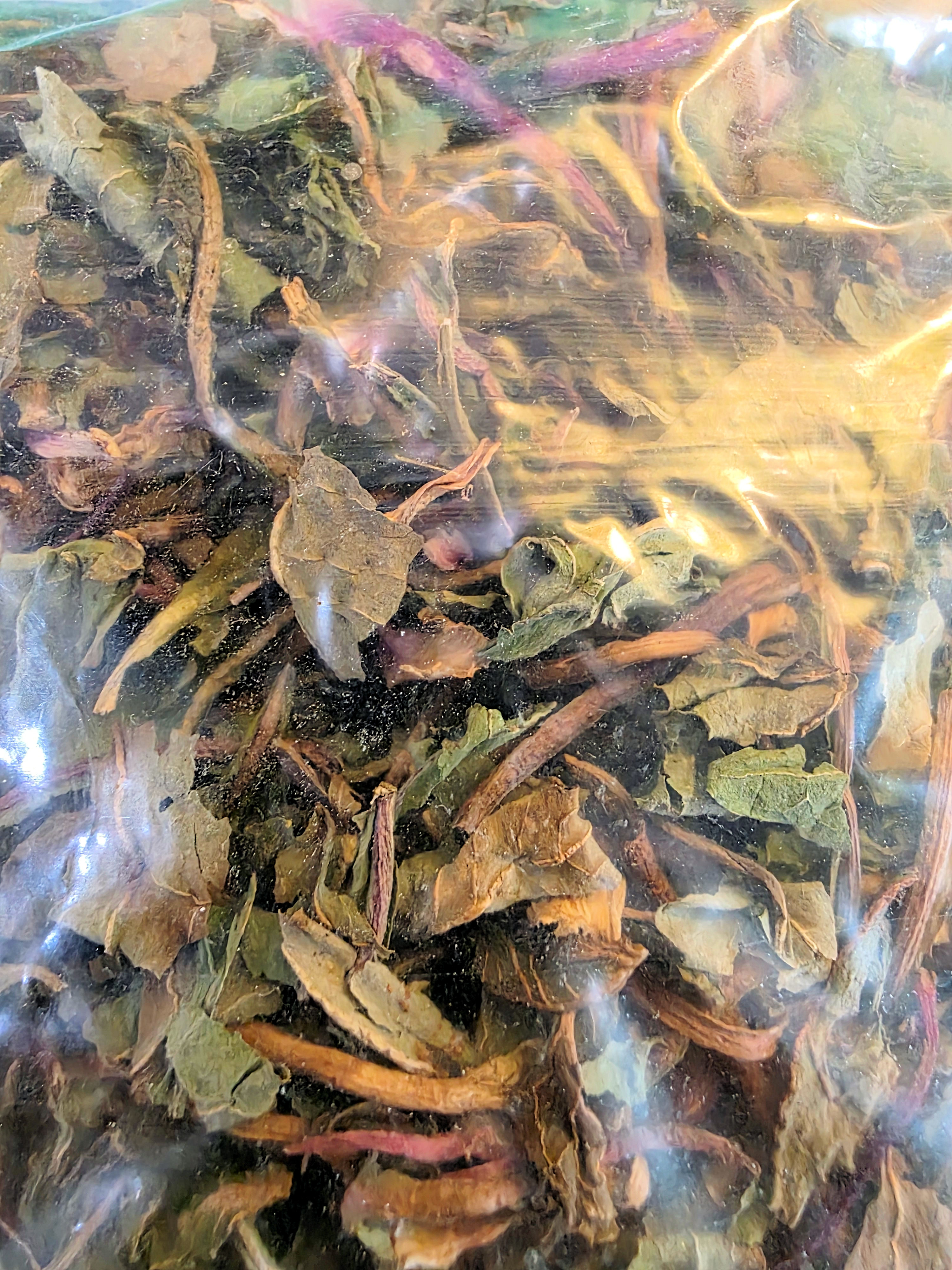 dandelion