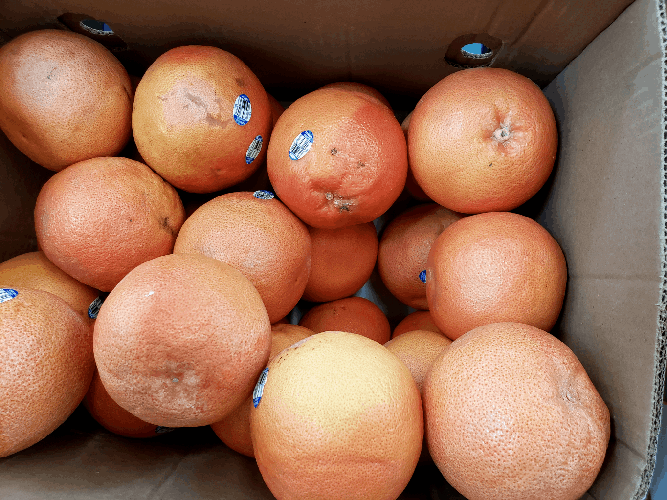 grapefruit