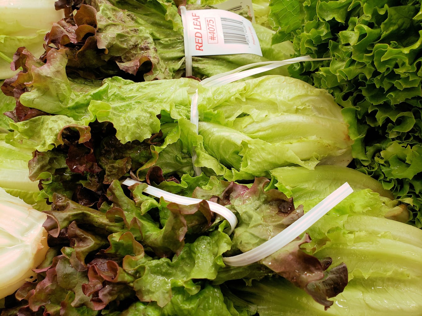 leaf lettuce
