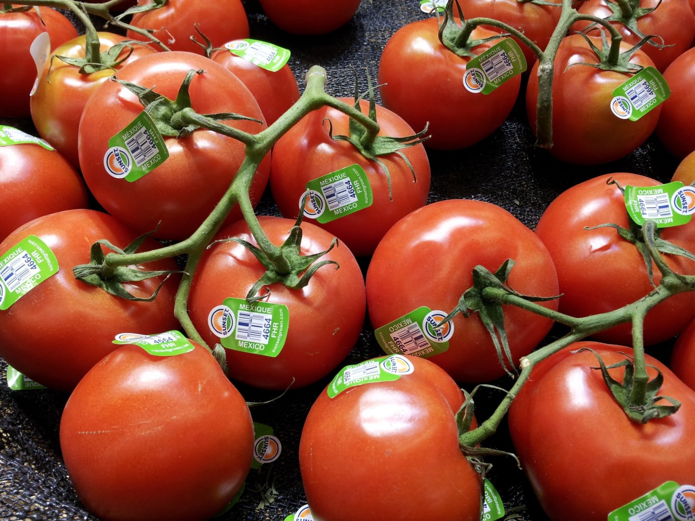 tomatoes
